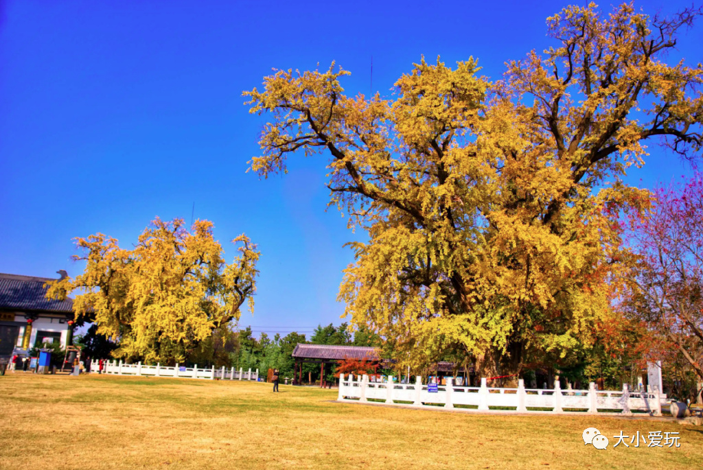 银杏最美的地方,这九个美丽的地方你想去看看吗