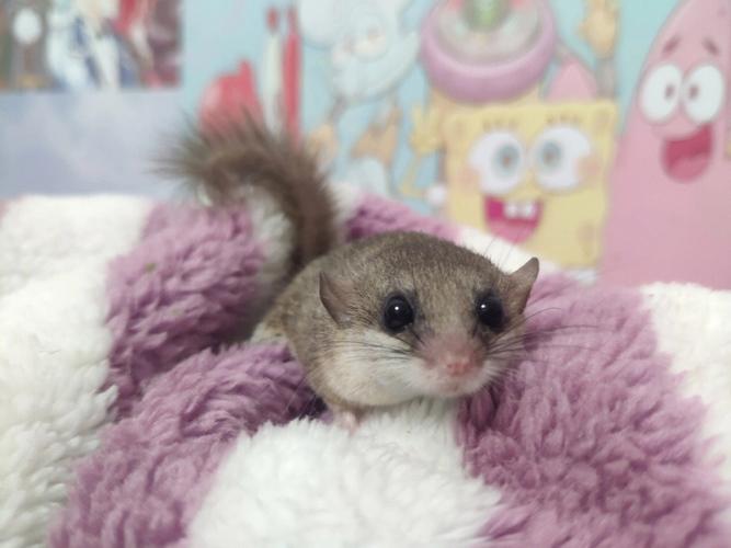 动物界的“睡神”，睡觉睡到去世，它是怎么做到的？