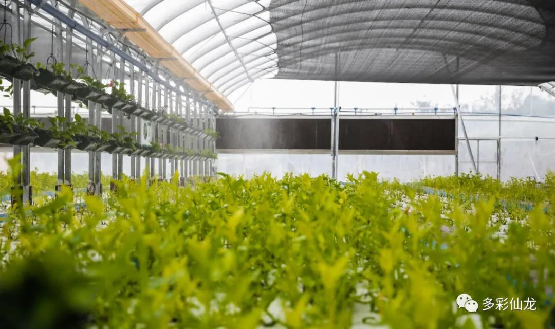 永川仙龙油菜花基地,仙龙油菜花节