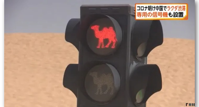 日本记者敦煌堵骆驼,日本记者直播连线冰墩墩