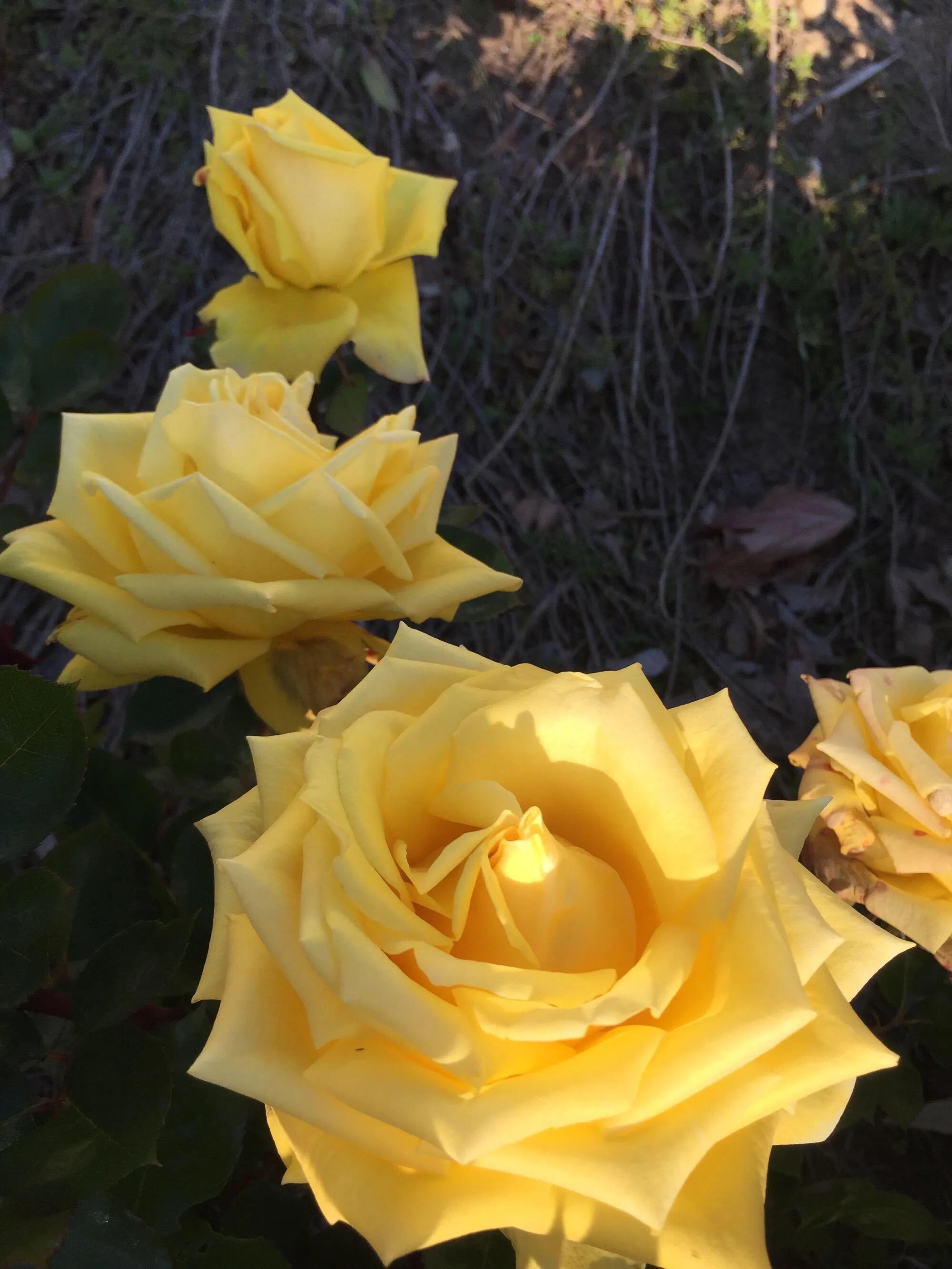 白玫瑰和红玫瑰的区别,红玫瑰与白玫瑰黄玫瑰