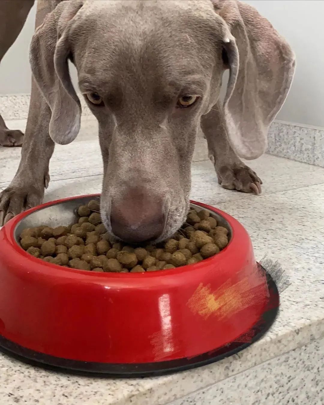 什么狗粮是所有类型狗都吃的,什么是好德牧