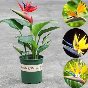 富贵鸟花卉如何养护视频,富贵鸟怎样养护