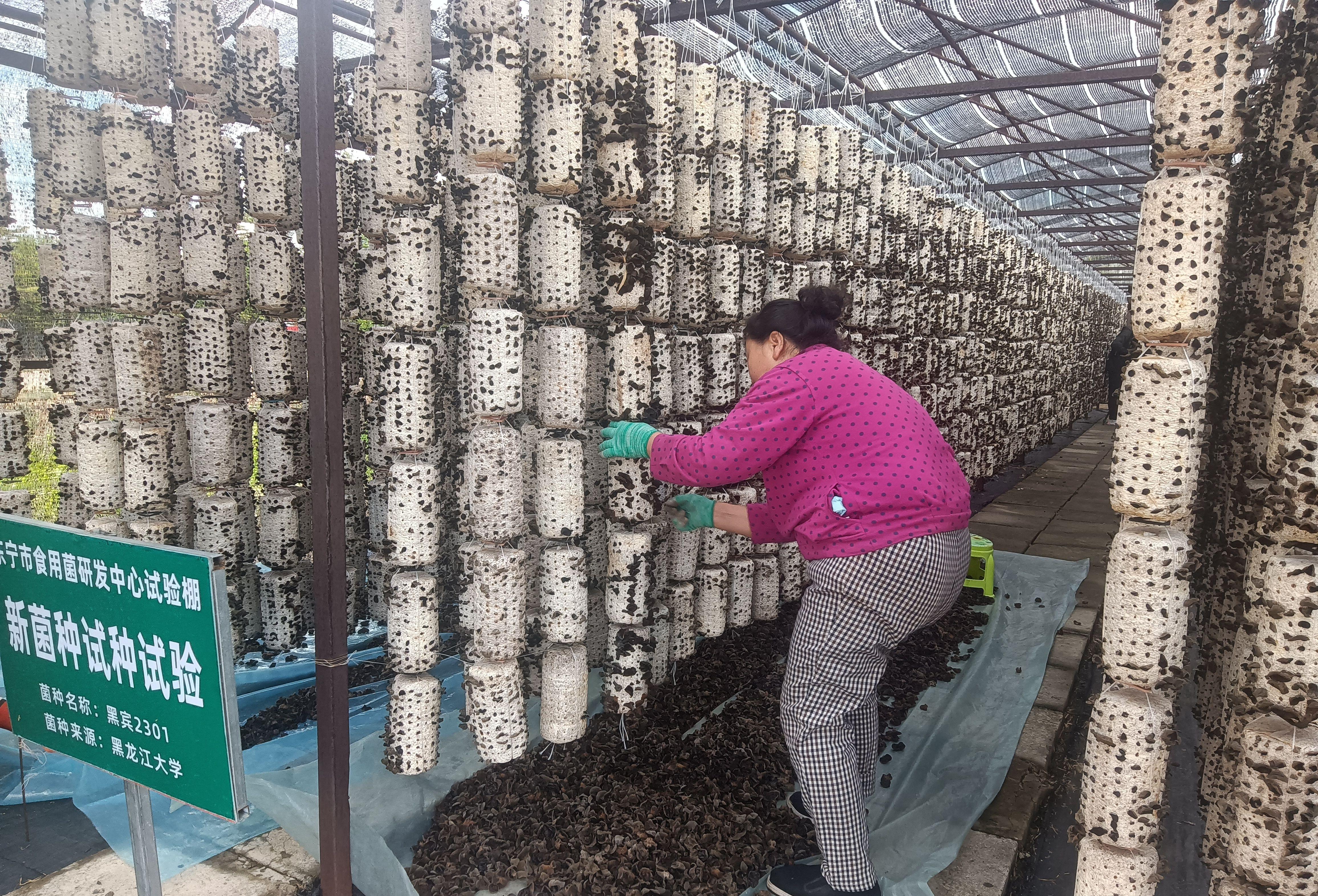 黑木耳之乡东宁,黑木耳前景怎么样