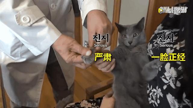 怎么给猫用中医把脉,中医给猫咪吃中药