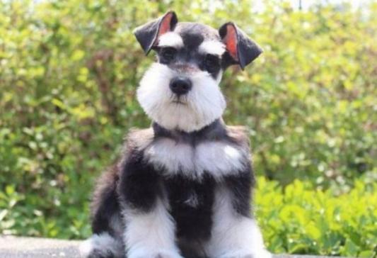 雪纳瑞爱叫还是泰迪爱叫,雪纳瑞爱叫吗