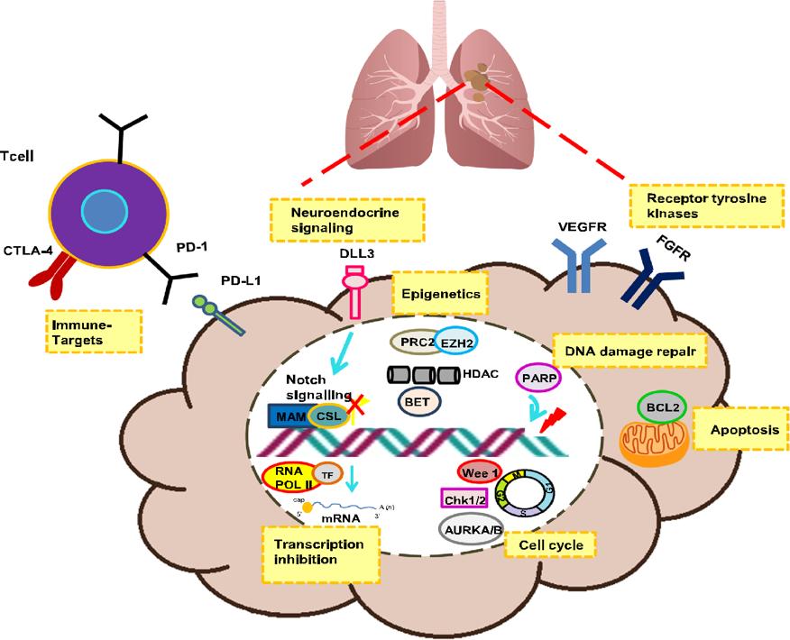 最新肿瘤新药消息,肿瘤新药新消息