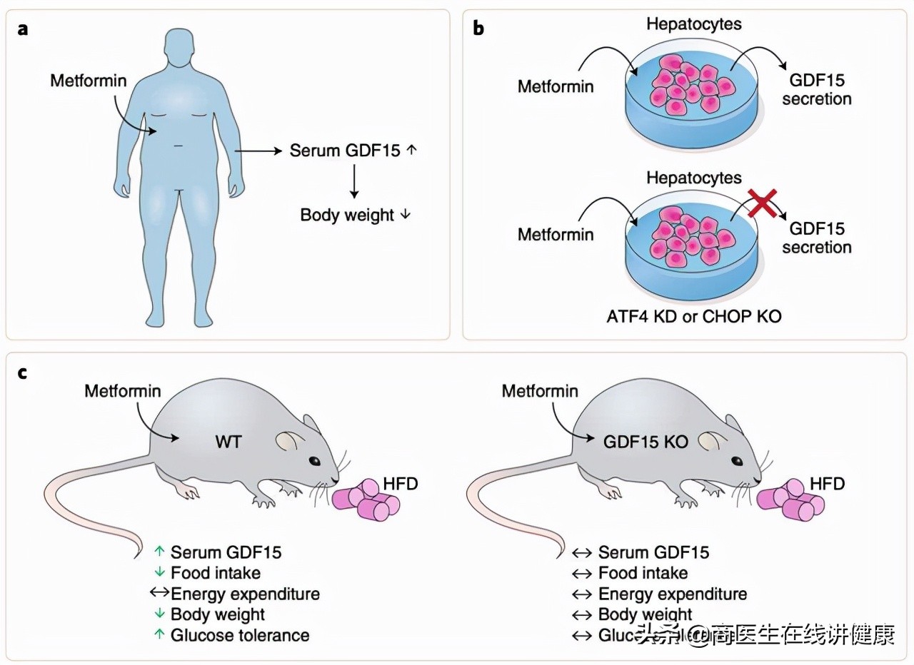 糖尿病人吃二甲双胍有什么副作用,糖尿病吃二甲双胍有哪些副作用