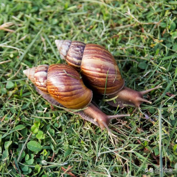 法国大蜗牛多少钱一斤,为什么只有法国的蜗牛可以吃
