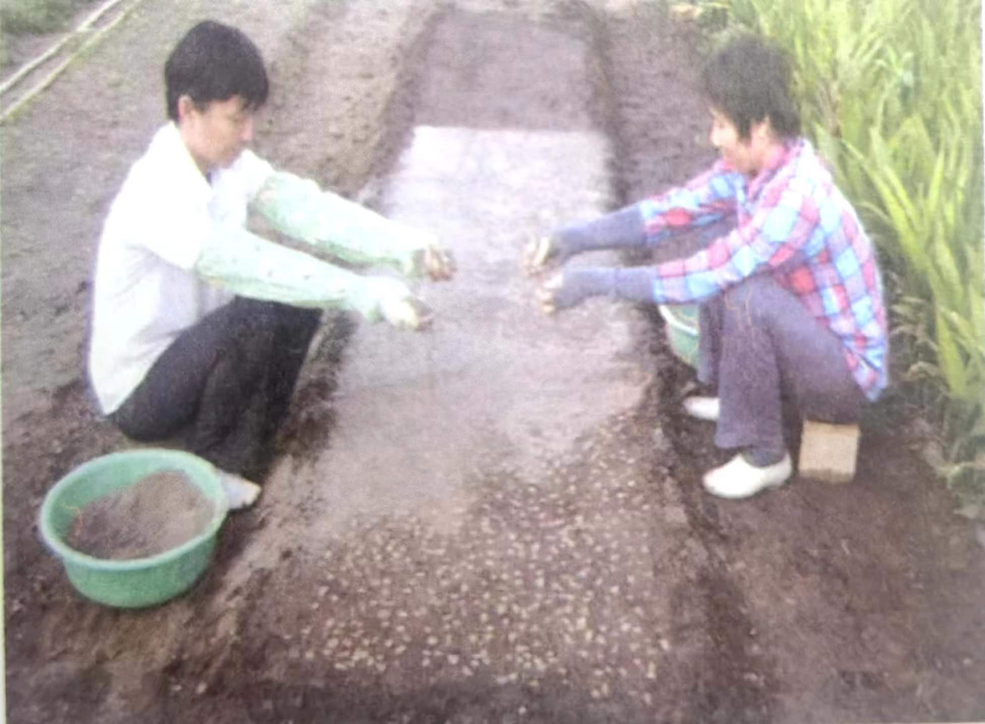 野生黄花梨已近灭绝，如何人工种植海南黄花梨？