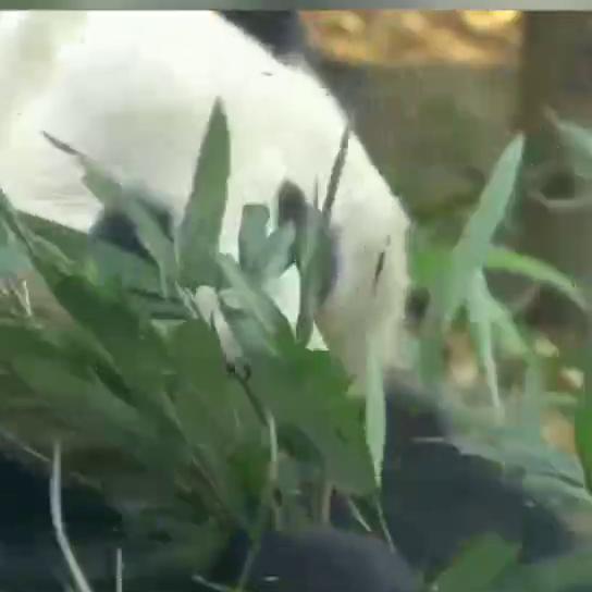 鎬昏澶т汉涓庣伆濮戝,鎬昏澶т汉鍜岀伆濮戝