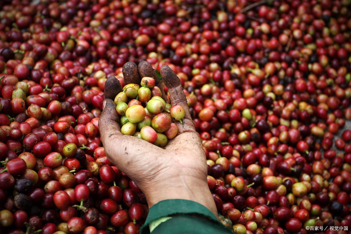 猫屎咖啡真是猫屎吗,猫屎咖啡真假辨别