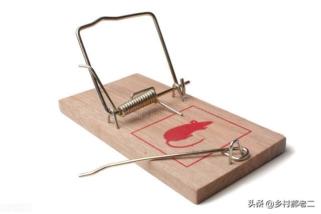 鸟偷吃玉米苗怎么办,鸟吃食掉渣怎么办