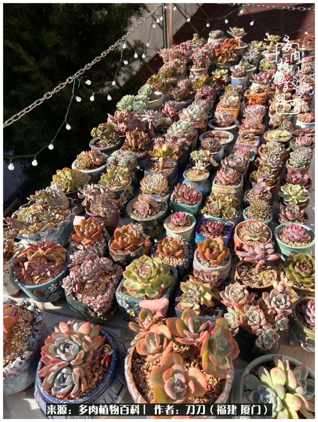 多肉夏季不好养品种有哪些,高花盆为什么养不好多肉