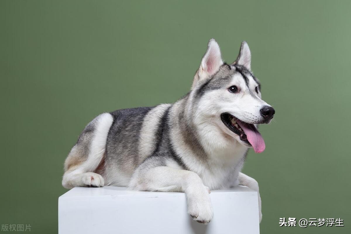 纯种哈士奇犬辨别方法,怎么挑选哈士奇的纯种狗