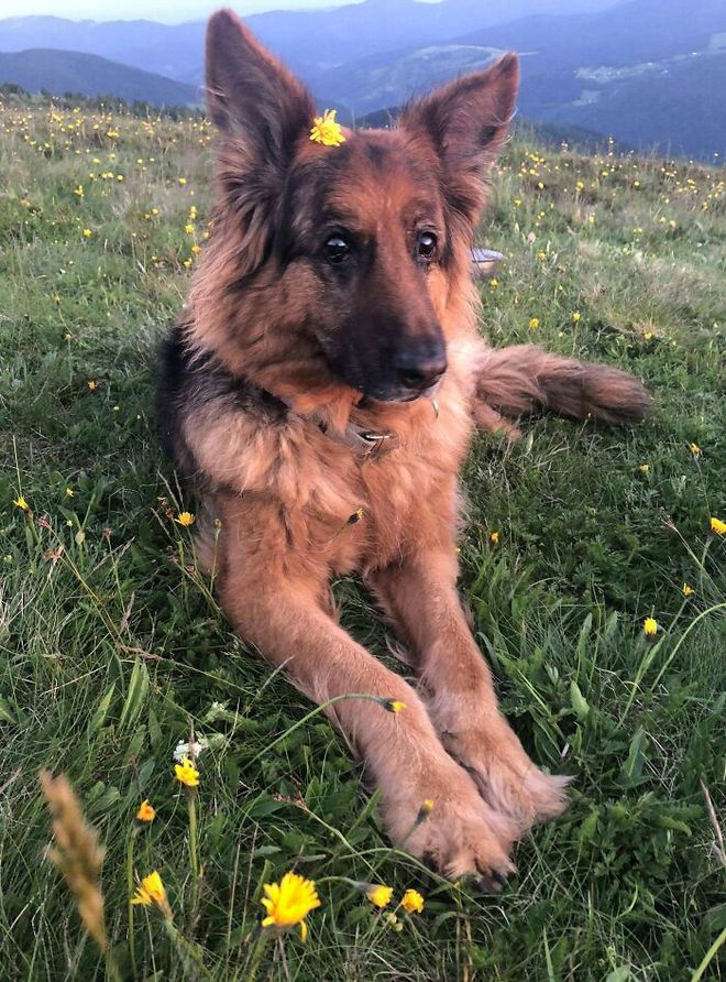 如何选择最适合你的宠物：狗和猫的区别与特点分析