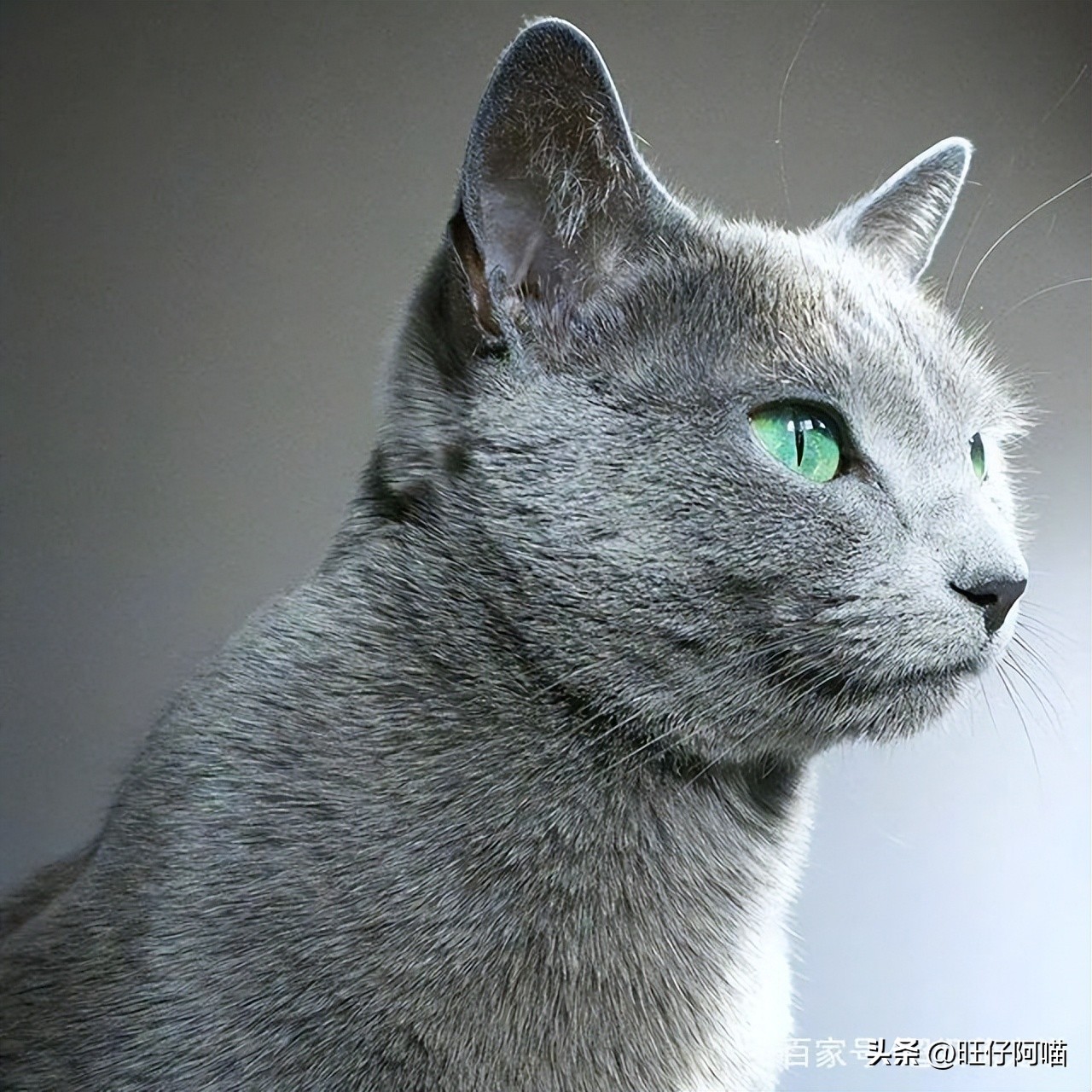 有哪些神奇的宠物猫咪品种,常见的宠物猫咪有哪些