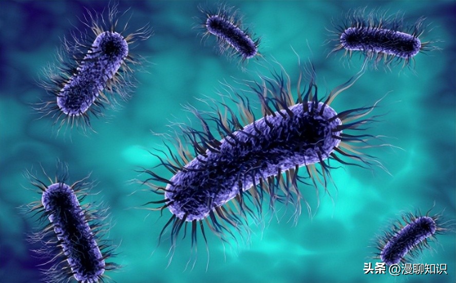 大肠杆菌的结构名称,大肠杆菌菌株基因型