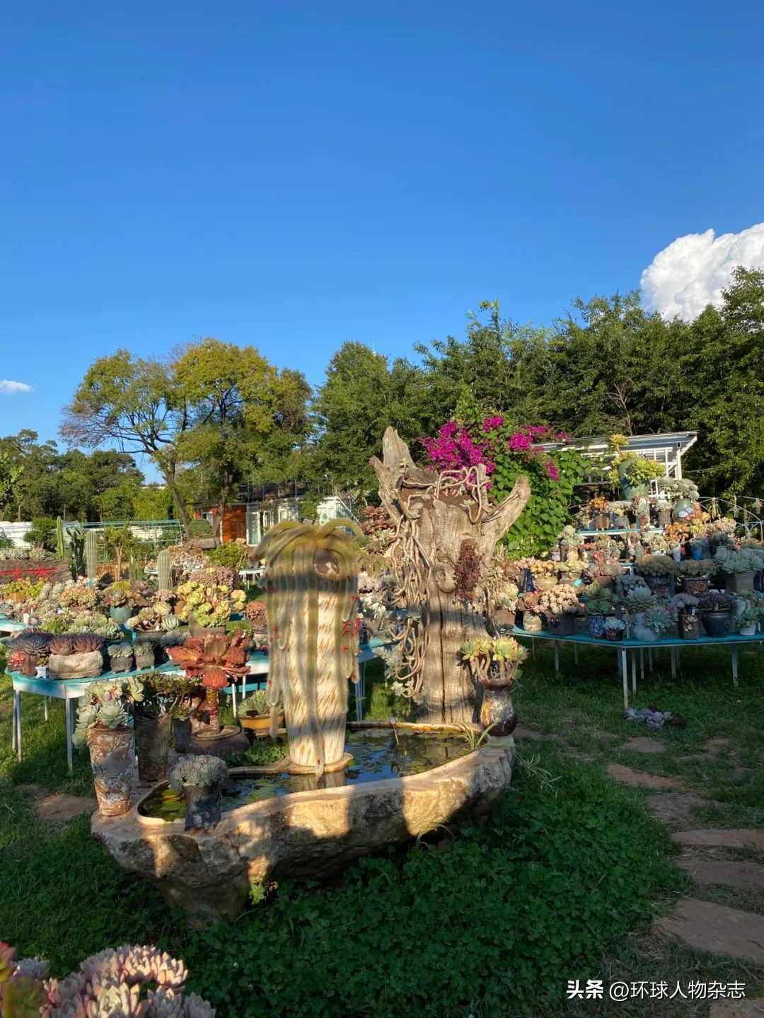 江苏姑娘养多肉,山东女子在家养千盆多肉