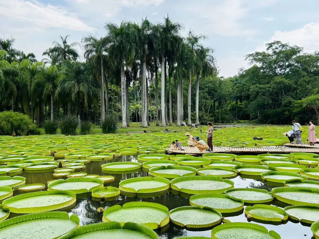 植物学家许再富：从事热带雨林科研事业一甲子的中科院“终身研究员”