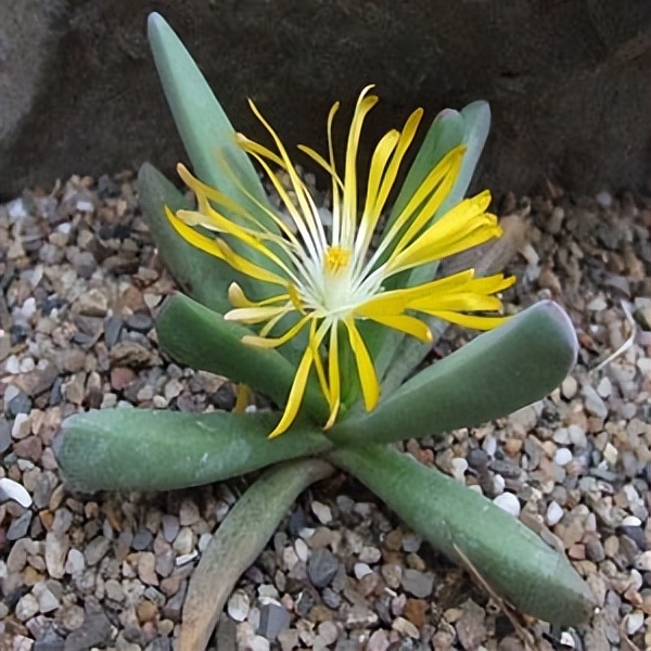 102个大类近500个多肉植物图片，都极其美丽，建议在家中也养一盆