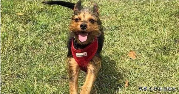 小狗心肺复苏,给小狗做心肺复苏是按压哪里