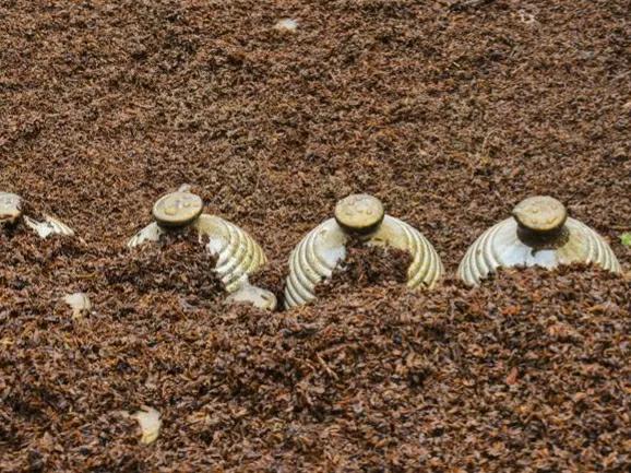 酒是陈的香下一句,酒是陈的香下半句是什么