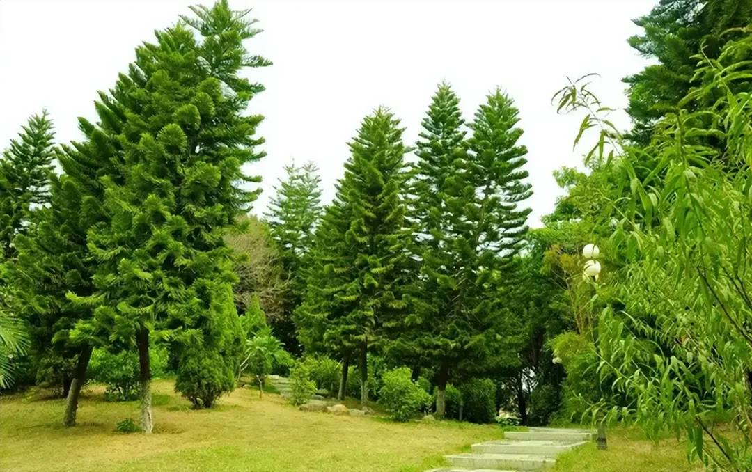 坟前长竹意味着什么预兆,为什么坟前长竹需迁坟