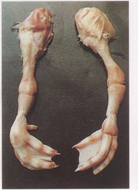 畜禽维生素缺乏的原因,养鸡微量元素缺乏的症状