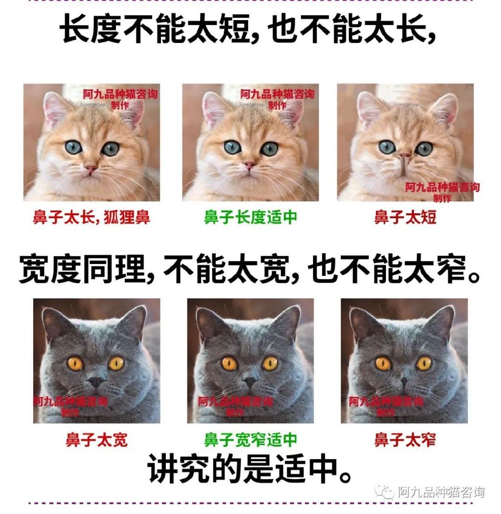 长毛银渐层幼崽的鼻头是黑的,银渐层幼崽眼睛是蓝色