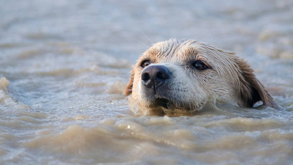 拉布拉多好养吗的缺点和优点,拉布拉多和金毛的优点和缺点