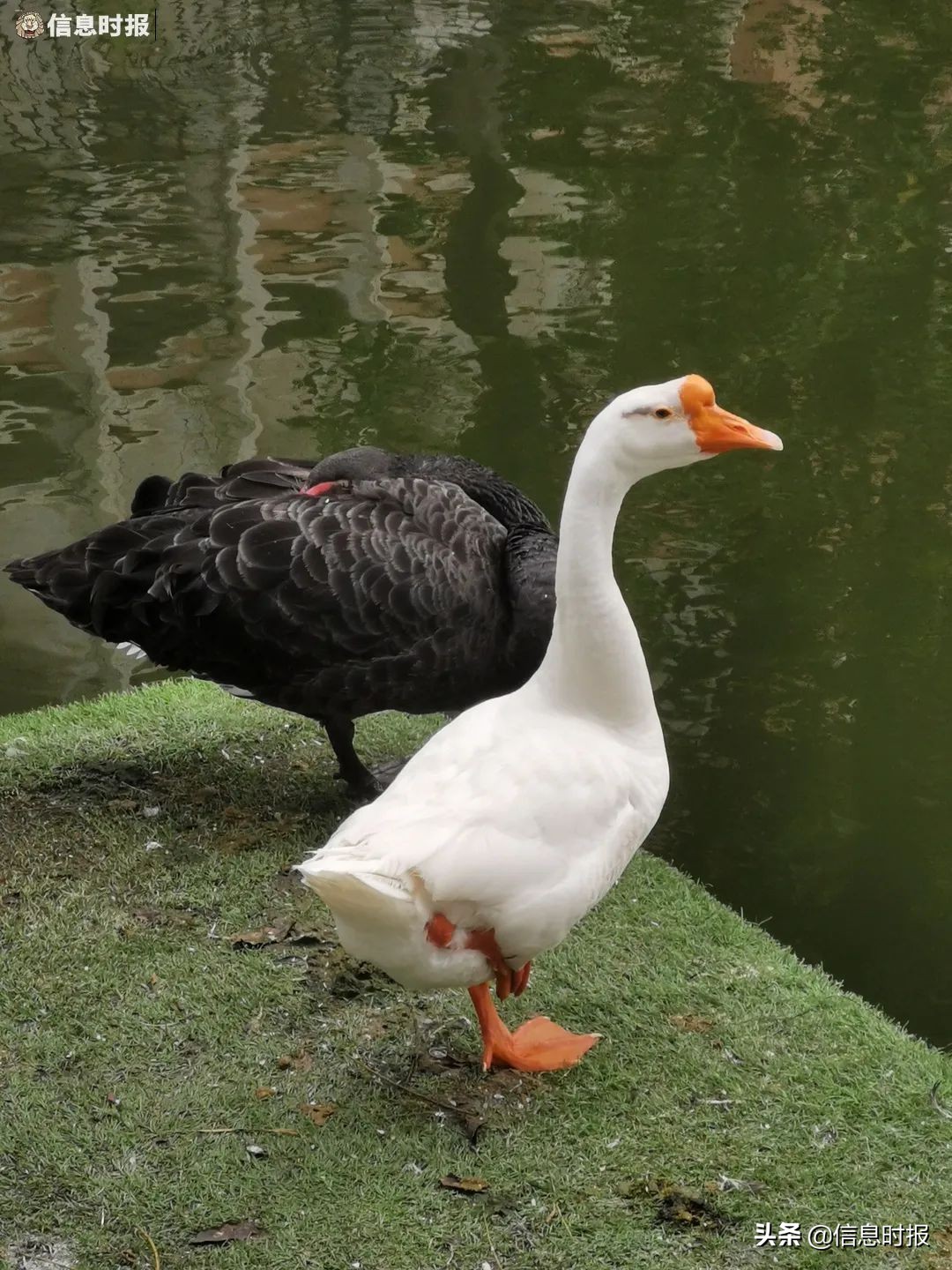 “咩咩”“嘎嘎”“哞哞”……广州多所学校“萌宠”出没