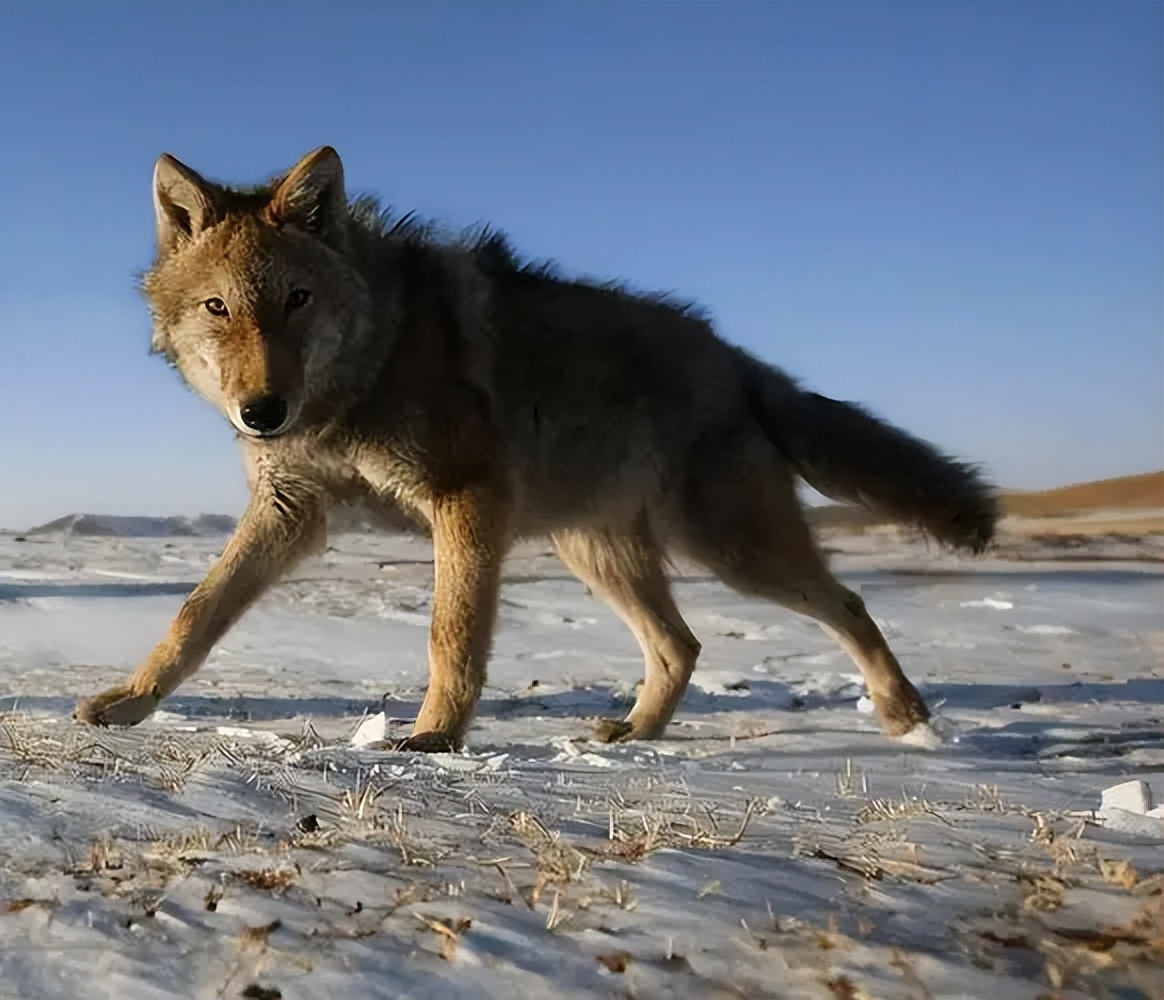 独狼袭击羊群被不到1岁藏獒赶跑,独狼袭击羊群被不到一岁藏獒赶跑