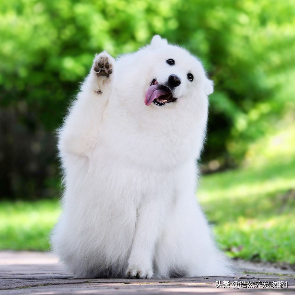 养萨摩耶狗狗要注意什么,聪明的萨摩耶狗狗怎么养