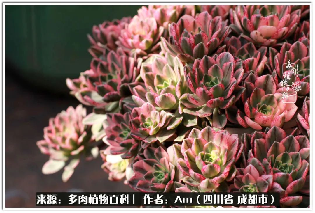 人间四月芳菲尽不负春光不负你,人间四月芳菲尽问春归何处