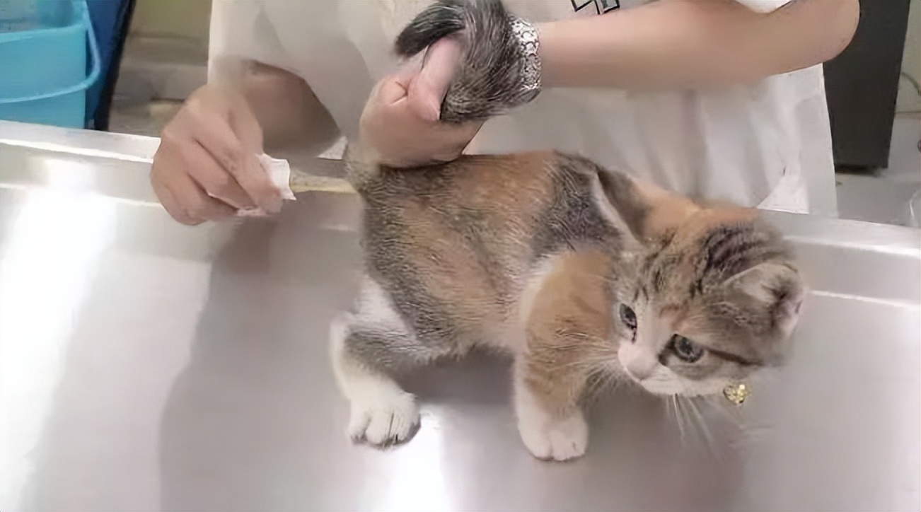 猫咪肾衰竭发烧了,猫咪打疫苗后发烧