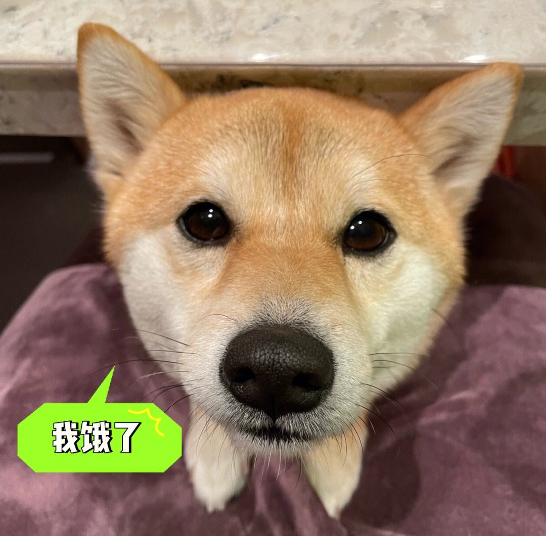 狗把我当主人会有哪些表现,狗狗把你当亲妈的行为