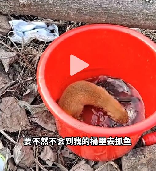 湖北一钓友常被黄鼠狼“打劫”,钓鱼佬被抢劫