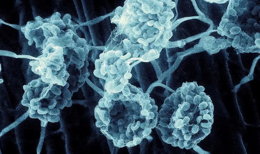 饲料中霉菌毒素对猪有什么危害,饲料毒素对猪的危害