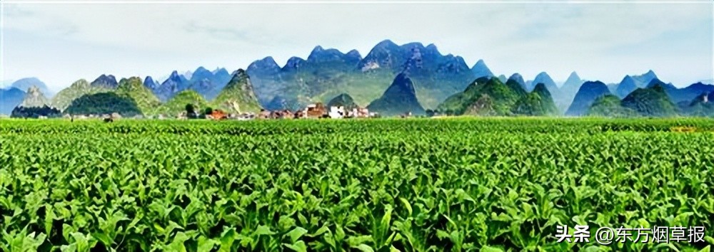 金叶飘香图片大全,金叶飘香