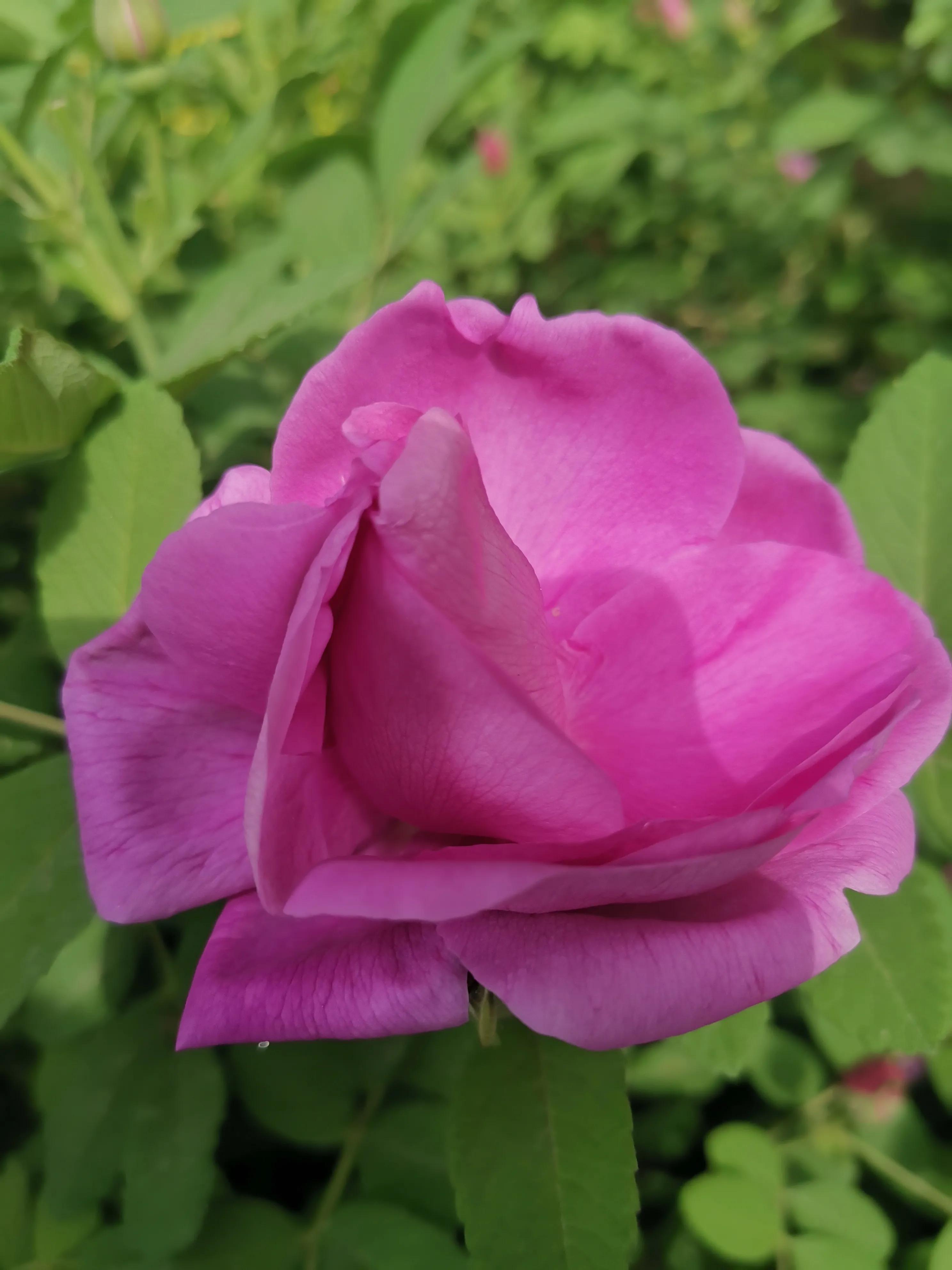 像玫瑰花绽放七律,七律深秋鲜花绽放