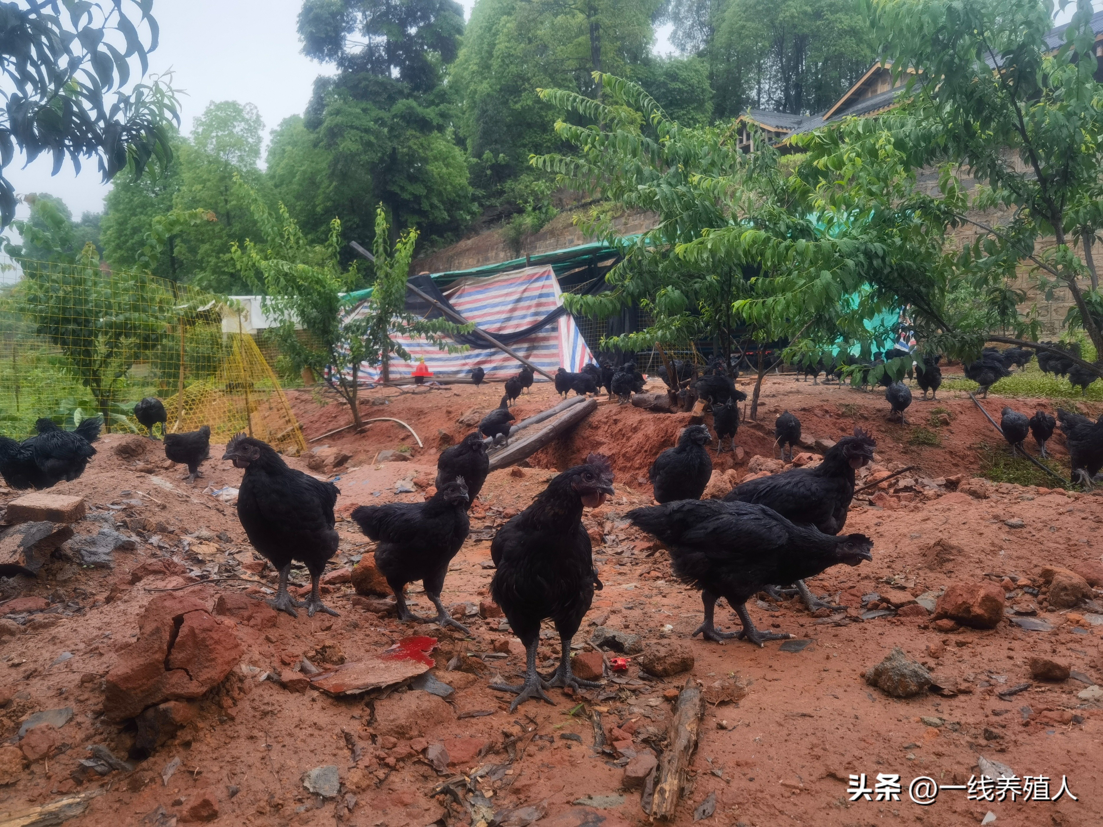 菜市场的鸡为什么价格差这么多,为什么市场上的土鸡不受欢迎