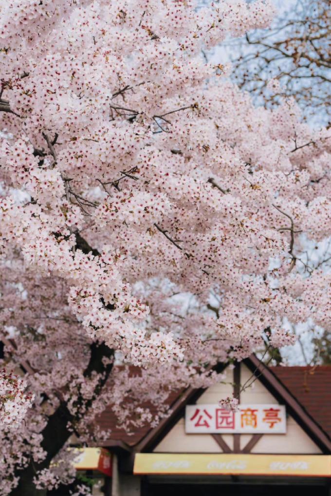 来过的人流连忘返,青岛是个令人向往的地方
