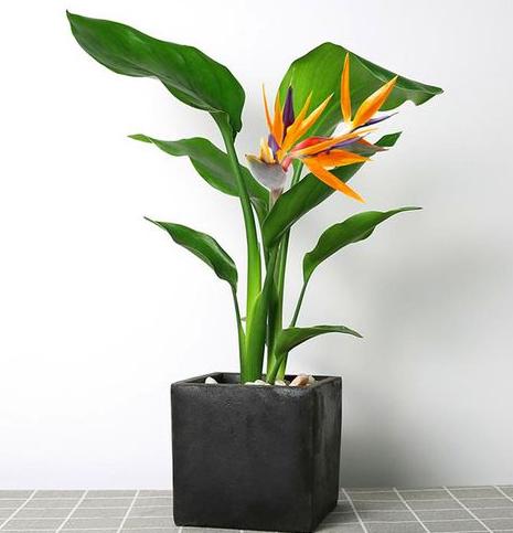 除甲醛的绿植如何摆放,屋里摆什么绿植除甲醛最快