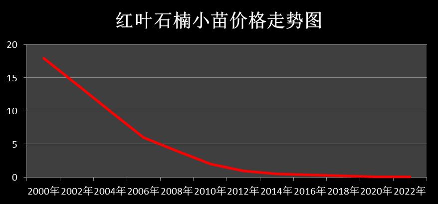 森禾2011,红叶石楠两年小苗