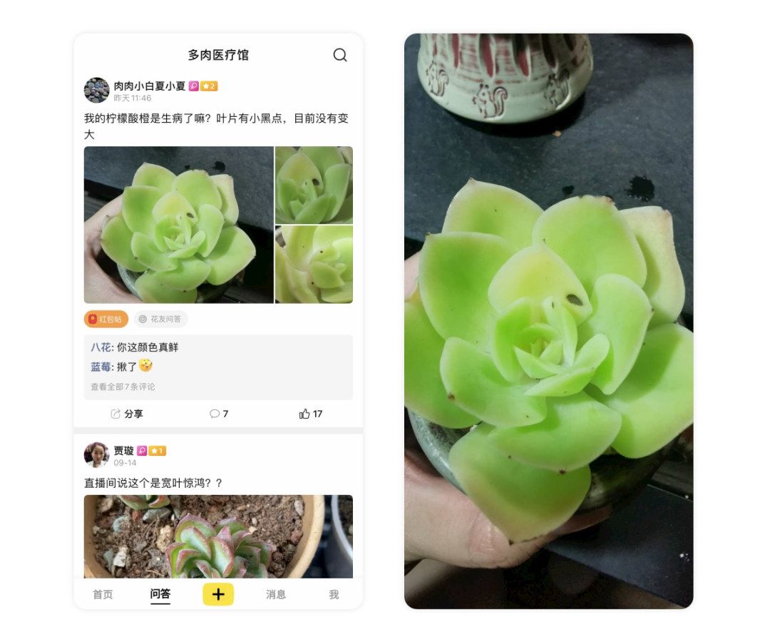 黑斑病季节,黑斑病防治指南