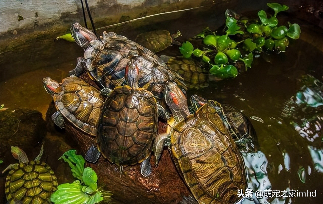 乌龟冬眠注意事项,乌龟养单还是双