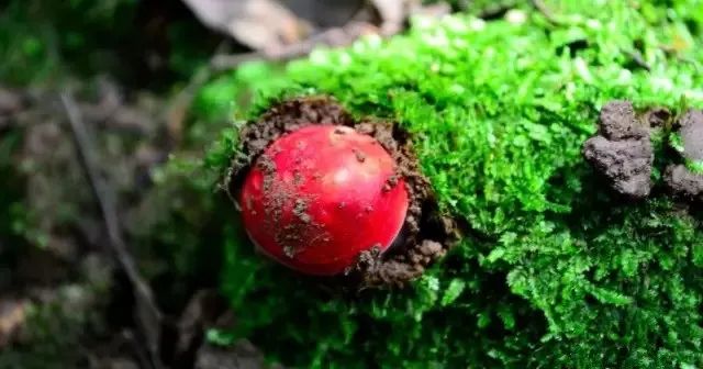 云南红菇好吃吗,云南山野红菇