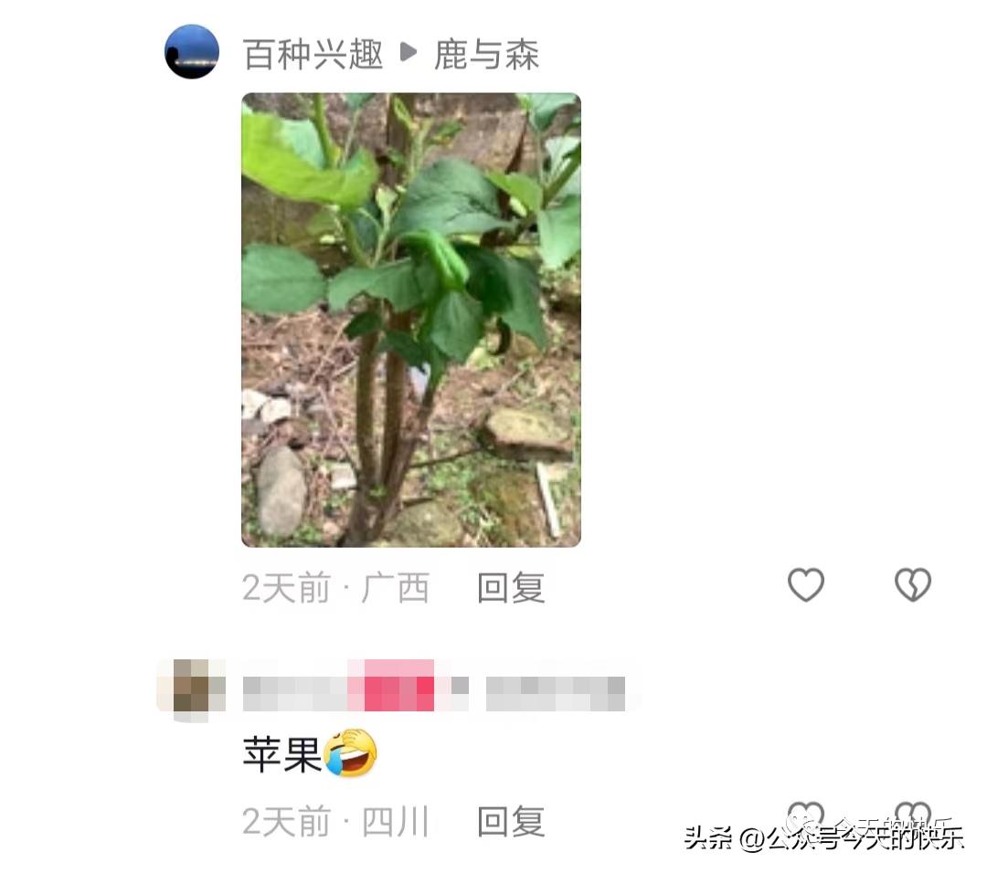 买车厘子树苗搞笑视频,车厘子搞笑段子