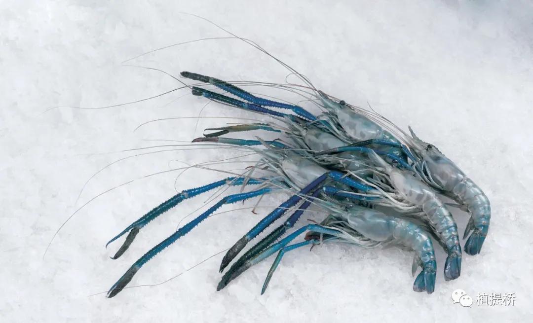 近期国外创新功能原料汇总